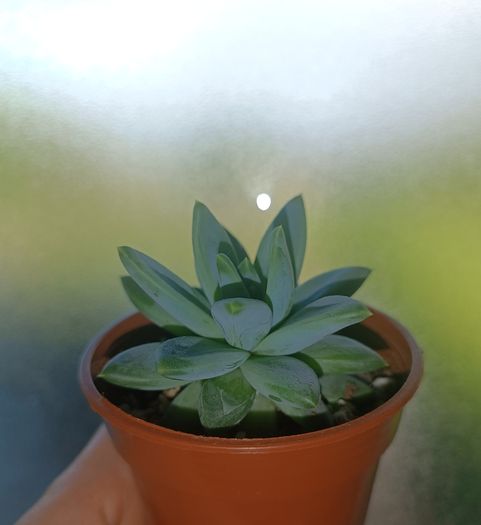 Succulent Plant