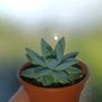 Pachyphytum Plant Image 2