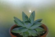 Succulent Plant