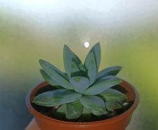 Succulent Plant