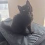 Kitten Image 2