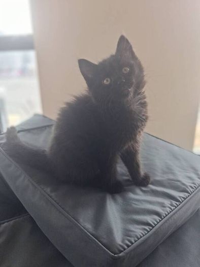 Kitten