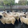 Hogget ewes 40 Image 2