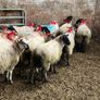 Ewe lambs Image 9