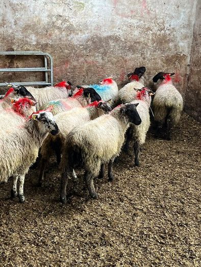 Ewe lambs
