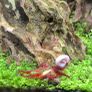 Aquarium neocaridine shrimp Image 4