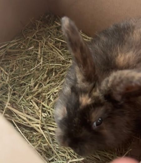 Female Rabbit