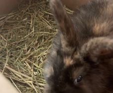 Female Rabbit