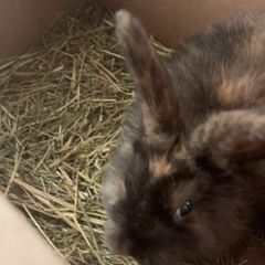 Female Rabbit