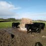 7 angus X bullocks for sale Image 3