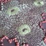 3 embroidered cotton cushion covers, brown Image 7