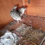 quail Image 2
