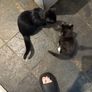 Kittens Image 5