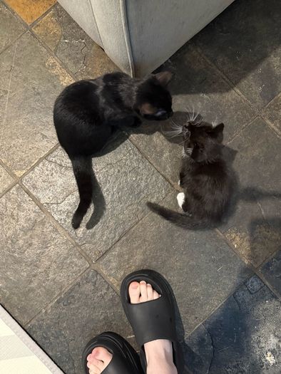 Kittens