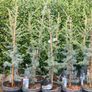 Atlas Cedar Tree Image 2