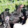 Pekins Image 7