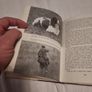 Training Spaniels  .Joe Irving Image 5