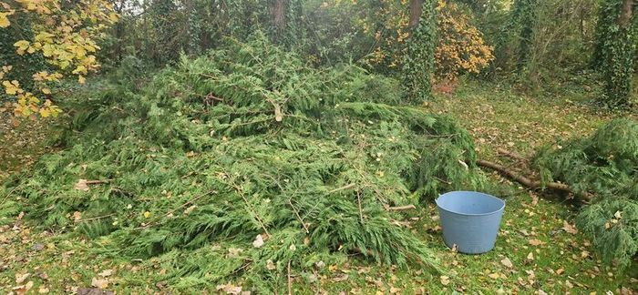 Leylandi branches frost cover Christmas decorations