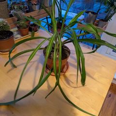 Spider plant