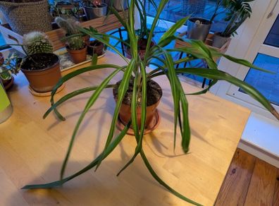 Spider plant