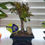 Bonsai Image 2
