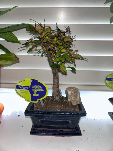 Bonsai