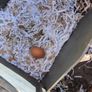 5 laying chickens, coop and run Image 9