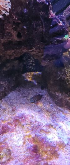 marine livestock