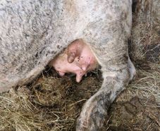 Foster cow