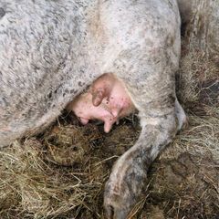 Foster cow