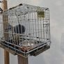 Bird feeder cage Image 2