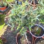 olive trees Image 3