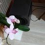 Samsung Q990H Q-Series 11.1.4 Ch Soundbar with Subwoofer & Rear Speakers (2026) - 2 Weeks Old Image 8