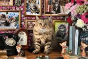 Puzzle by Ravensburger cat