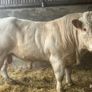 Livestock Image 5