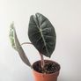 Alocasia pink Dragon Plant Image 2