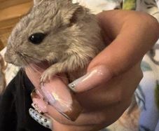 gerbil