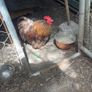 pekin Image 3