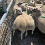 20 ewe lambs Image 3
