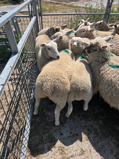 20 ewe lambs