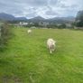 Dorset rams Image 8