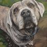 Custom Pet Portrait Paintings Image 7