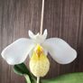 Paphiopedilum emersonii Image 5