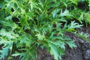 (M) Mizuna seeds 3g Japanese mustard greens (210466)