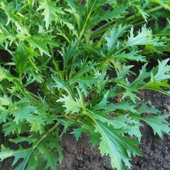 (M) Mizuna seeds 3g Japanese mustard greens (210466)