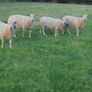 Charollais Rams Suffolk Rams Image 4