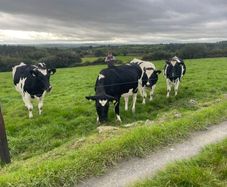 In Calf Heifers