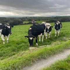 In Calf Heifers