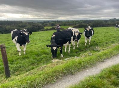 In Calf Heifers