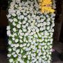 Wedding seating plan/ photo backdrop Image 3